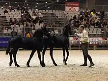 Dans une carrière d'exposition, un homme présente deux poulains noirs en licol.