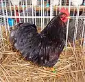 Coq Barnevelder nain acajou à double liseré bleu