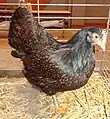 Poule Barnevelder naine acajou à double liseré noir
