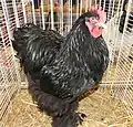 Coq Cochin noir