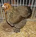 Poule Cochin perdrix doré maillé
