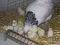 Poule bourbonnaise et ses poussins.