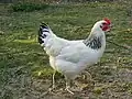 Poule bourbonnaise.
