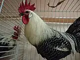 Coq Braekel argenté grande race