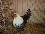 Poule Braekel argenté grande race