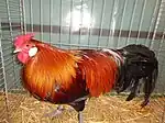 Coq saumon doré.
