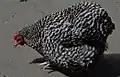 Poule orpington barrée naine