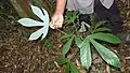 Plantule de Pourouma guianensis (face inférieure de feuille)