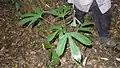 Plantule de Pourouma guianensis