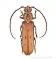 Praxithea travassosi Muséum de Toulouse