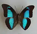 Prepona pheridamas