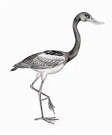 Dessin d'artiste de Presbyornis.