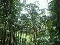 Palmier montagne