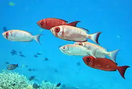 Un groupe de gros-yeux communs (Priacanthus hamrur)