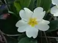 Primula vulgaris.