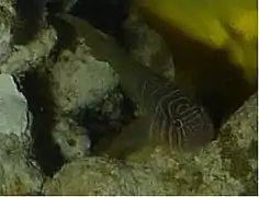 Priolepis boreus.