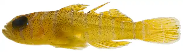 Priolepis hipoliti.