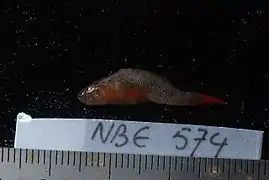 Priolepis inhaca.