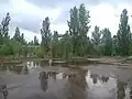 Depuis la place centrale de Pripyat, l'Hôtel Polissya peut être vu derrière les arbres