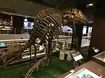 Une monture de Probactrosaurus au deuxième étage.