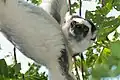 Propithèque de Verreaux