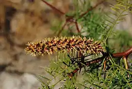 Prosopis alpataco dans la province de Rio Negro en 2015