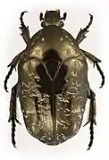 Cétoine marbrée (Protaetia marmorata (sv))