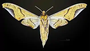 Revers du mâle  MHNT
