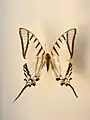 Leptocircini - Eurytides protesilaus