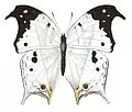 Protogoniomorpha anacardii duprei