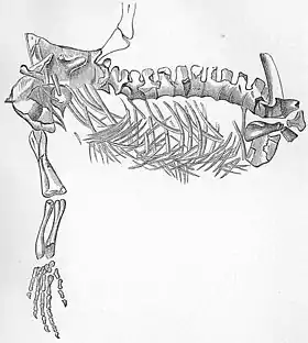 Protorosaurus