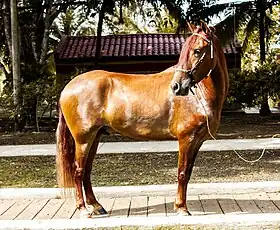 Cheval « trochador galopero » alezan