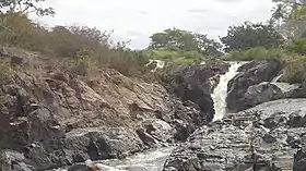 Pau Brasil (Bahia)