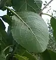 Dessous de feuille pubescent.
