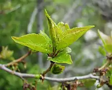 Prune de Briançon (Prunus brigantina)