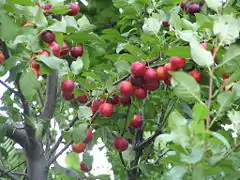 Branches portant des fruits.