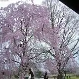 Cerisier au Banpaku Memorial Park (Osaka).