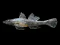 Psammogobius biocellatus