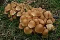 Psathyrella multipedata