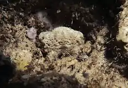 Psaumis cavipes