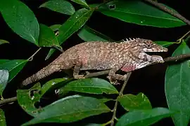 Pseudocalotes floweri.