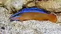 Pseudochromis aldabraensis