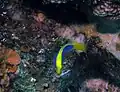 Pseudochromis flavivertex