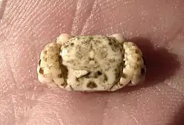 Pseudograpsus albus