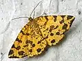 Pseudopanthera macularia  (Linnaeus, 1758)