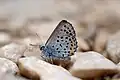 Profil de papillon bleuté à taches noire et jaune.