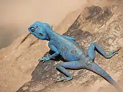 Pseudotrapelus sinaitus.