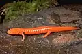 Salamandre rouge (Pseudotriton ruber)