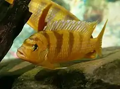 mâle alpha particulièrement dominant, présentant un patron de coloration des plus magnifiques