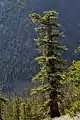 Pin d'Oregon dans les monts Wenatchee.